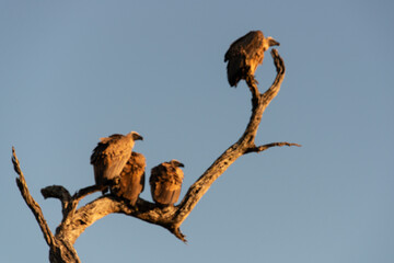 Vautour africain,.Gyps africanus, White backed Vulture, Parc national Kruger, Afrique du Sud