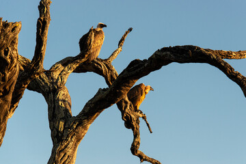 Vautour africain,.Gyps africanus, White backed Vulture, Parc national Kruger, Afrique du Sud