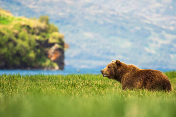 Brown Bear in the Grass
