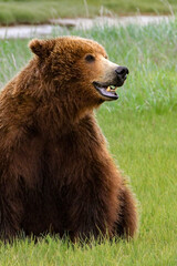 Obraz na płótnie Canvas Brown Bear in the Meadow