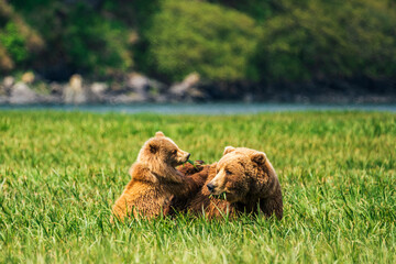 Brown Bear and Cub in the Grass