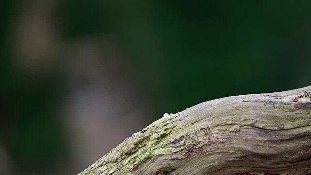 Two european red squirrels chase each other away from feeding place on dead branch, march, north rhine westphalia, (sciurus vulgaris), germany