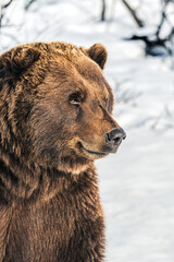 Fototapeta na wymiar Portrait of a Bear
