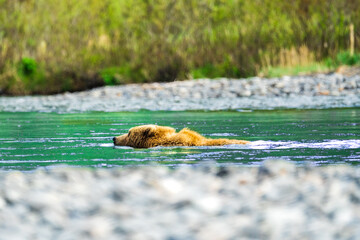 Bear Swimming in the River