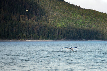 Fototapeta premium Whale in the Ocean