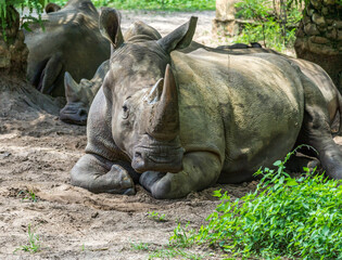 Obraz premium Rhino At Rest 3