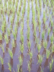 green grass background, oriza sativa plant or rice field or green plant or tanaman padi di sawah