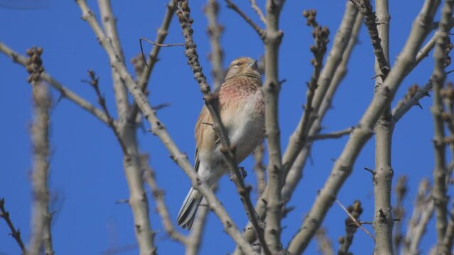Common linnet Linaria cannabina in the wild.