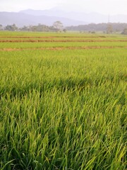 green rice field