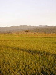 field of wheat