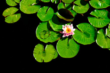 Lily Pads Growing in Dark Water with Blossom Growth Lush Green