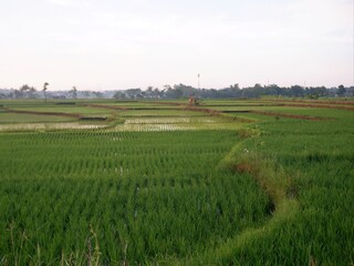 Fototapeta na wymiar rice field, oriza sativa plant or rice field or green plant or tanaman padi di sawah milik petani indonesia