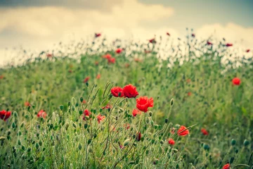 Poster Field of poppies flowering in summer © tommoh29