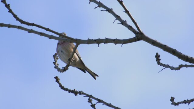 Common linnet Linaria cannabina in the wild.