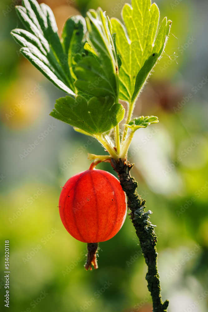 Wall mural red gooseberry fruit on a twig.