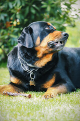 Male Rottweiler cross lying and looking.