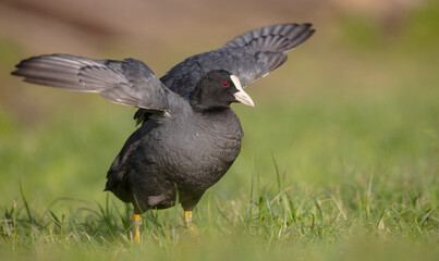 Eurasian coot - Fulica atra - adult bird in spring