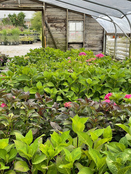 Hydrangeas in a greenhouse garden setting with pink flowers