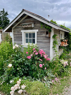 Wooden garden shed with roses and clay pots