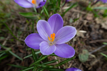 The first spring flowers Purple crocuses. Close-up. One flower. Selective focus, blurred background.