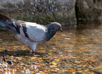 Dove is standing near the river shore knee-deep in water. Close-up