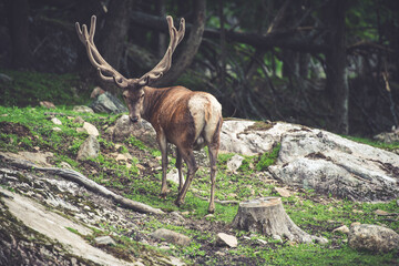 Elk in the forest
