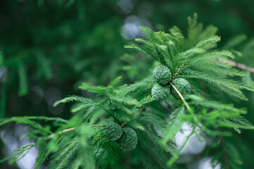green metasequoia tree with fruits	
