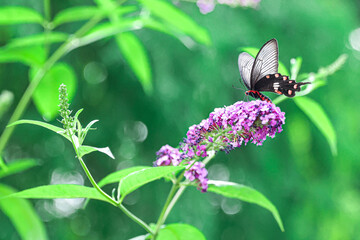 butterfly on a flower