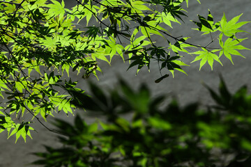 green leaves in the forest