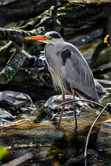 Grey heron in the stream. Latin name - Ardea cinerea	