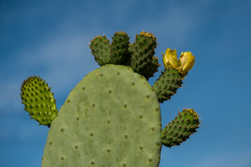 Cactus Opuntia on the blue sky background