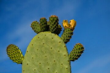 Cactus Opuntia on the blue sky background