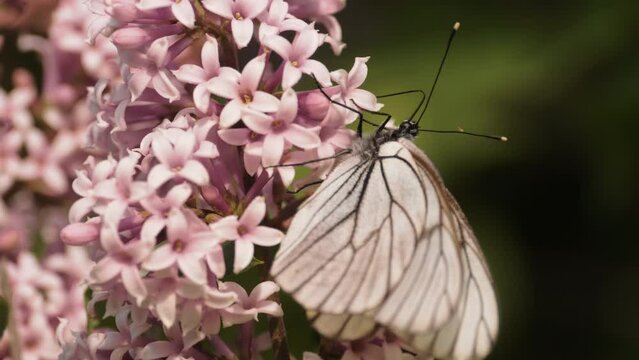 White butterfly on a lilac bush