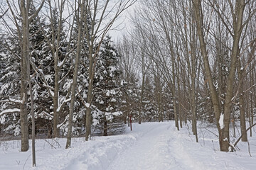 Obraz premium Winter forest in Mont Saint Bruno national park, Quebec, with pine trees covered in snow 