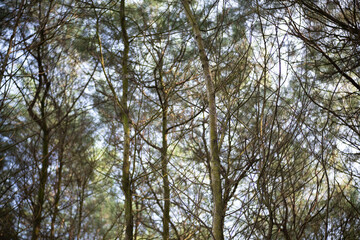 Obraz premium stunning view of Pine trees at afternoon by the beach.