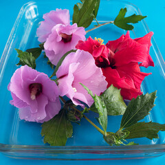 Pink and red hibiscus with branches and leaves in the water on blue background
