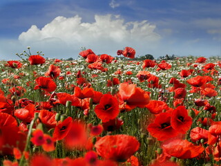  red  poppy flowers on wild  field white clouds on blue sky  and sea rock stone  summer nature landscape