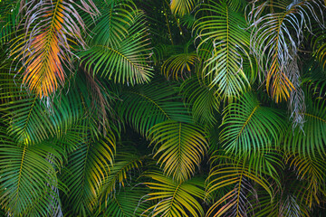 Naklejka na ściany i meble Beautiful green palm tree foliage in tropical forest. Summer rainforest background