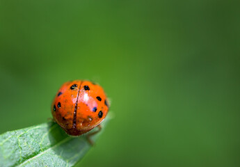 The invasive Asian Lady Beetle is found in our yard in Windsor in Upstate NY this summer,  Orange spotted ladybug on a green plant shot as macro.