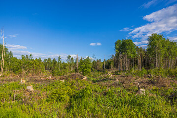 Fototapeta na wymiar Beautiful view of summer landscape with cutting down forest trees. Sweden.