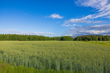 Obraz premium Beautiful view of wheat field in early summer on blue sky background. Agriculture concept. Sweden.