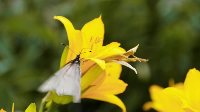Butterfly on a yellow daylily