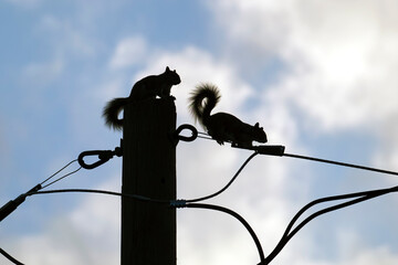 Dark silhouette of squirrel running high along electric or telephone cable on background of bright...