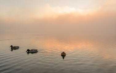 beautiful foggy morning at lake bled with mist and sun. 