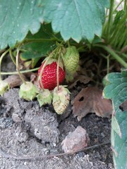 strawberry in the garden
