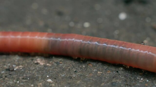 A good example of how an earthworm moves close-up