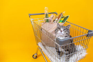 Strong cat standing in shopping cart