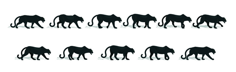 Beautiful black panther, full gait animation cycle.