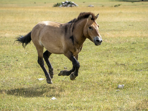 Przewalski Horse Portrait In Summer Running To You