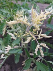 wild strawberry plant